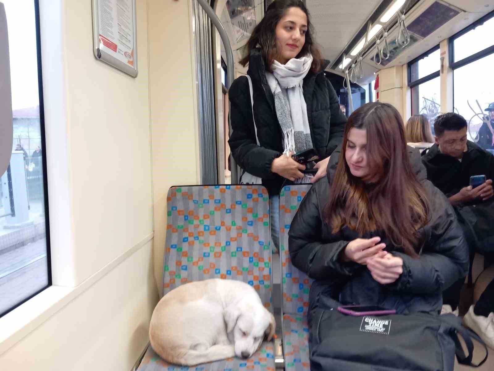 Soğukta üşüyen köpek sıcak tramvaya sığındı