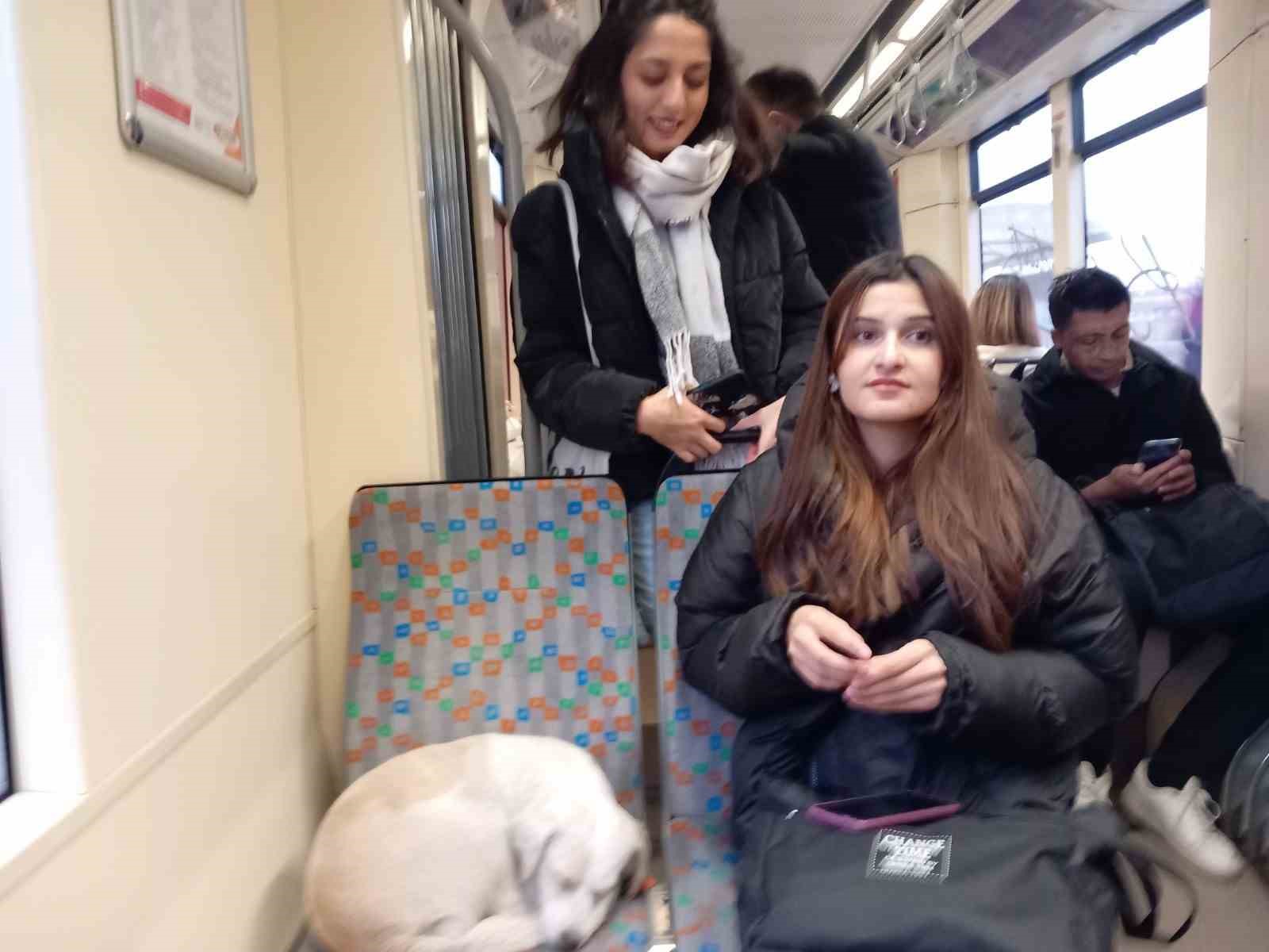 Soğukta üşüyen köpek sıcak tramvaya sığındı
