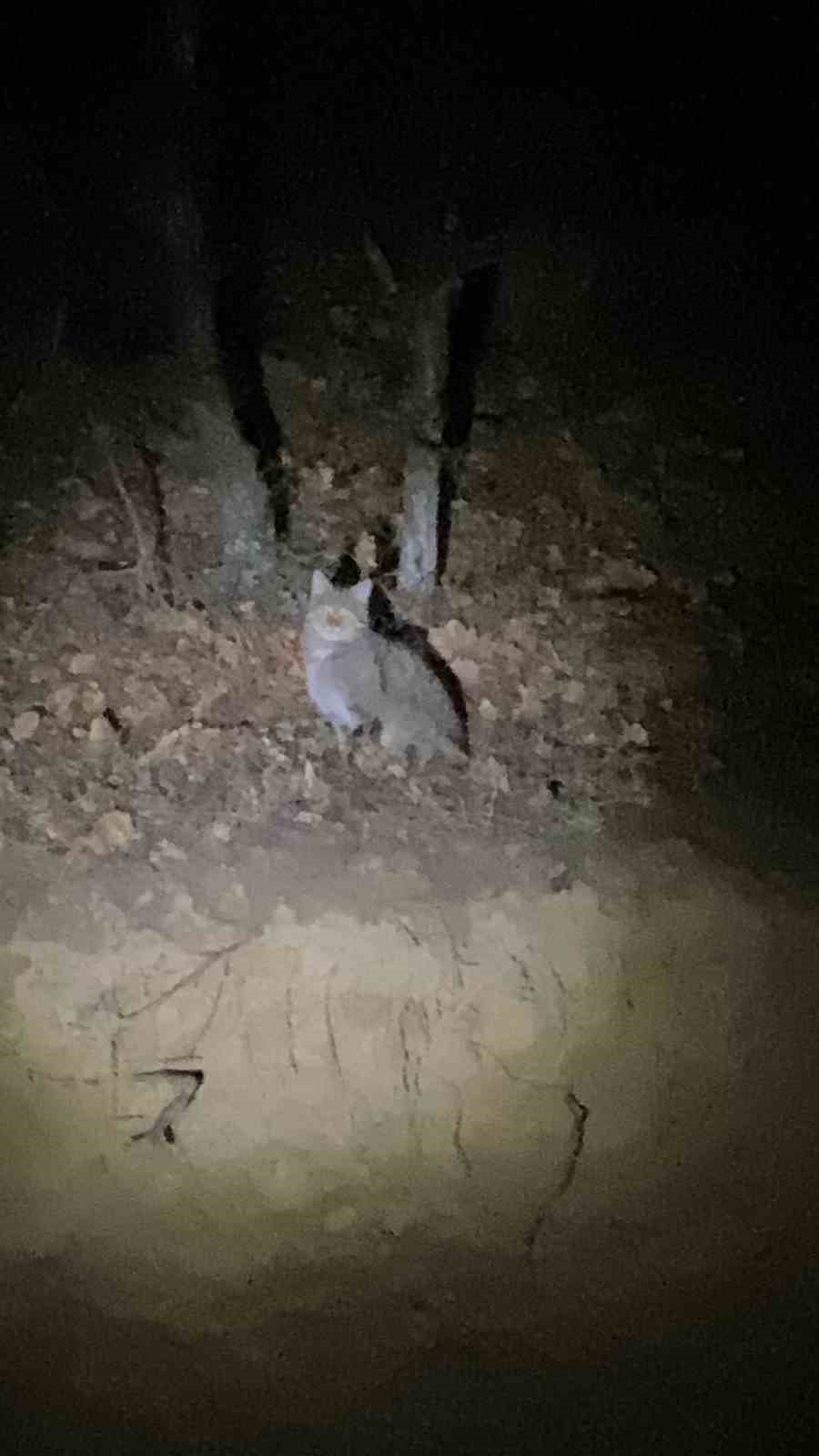 Tokat’ta nesli tükenme tehlikesi altında olan yaban kedisi görüntülendi
