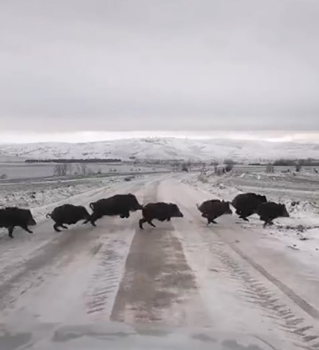 Tokat’ta domuz sürüsü görüntülendi