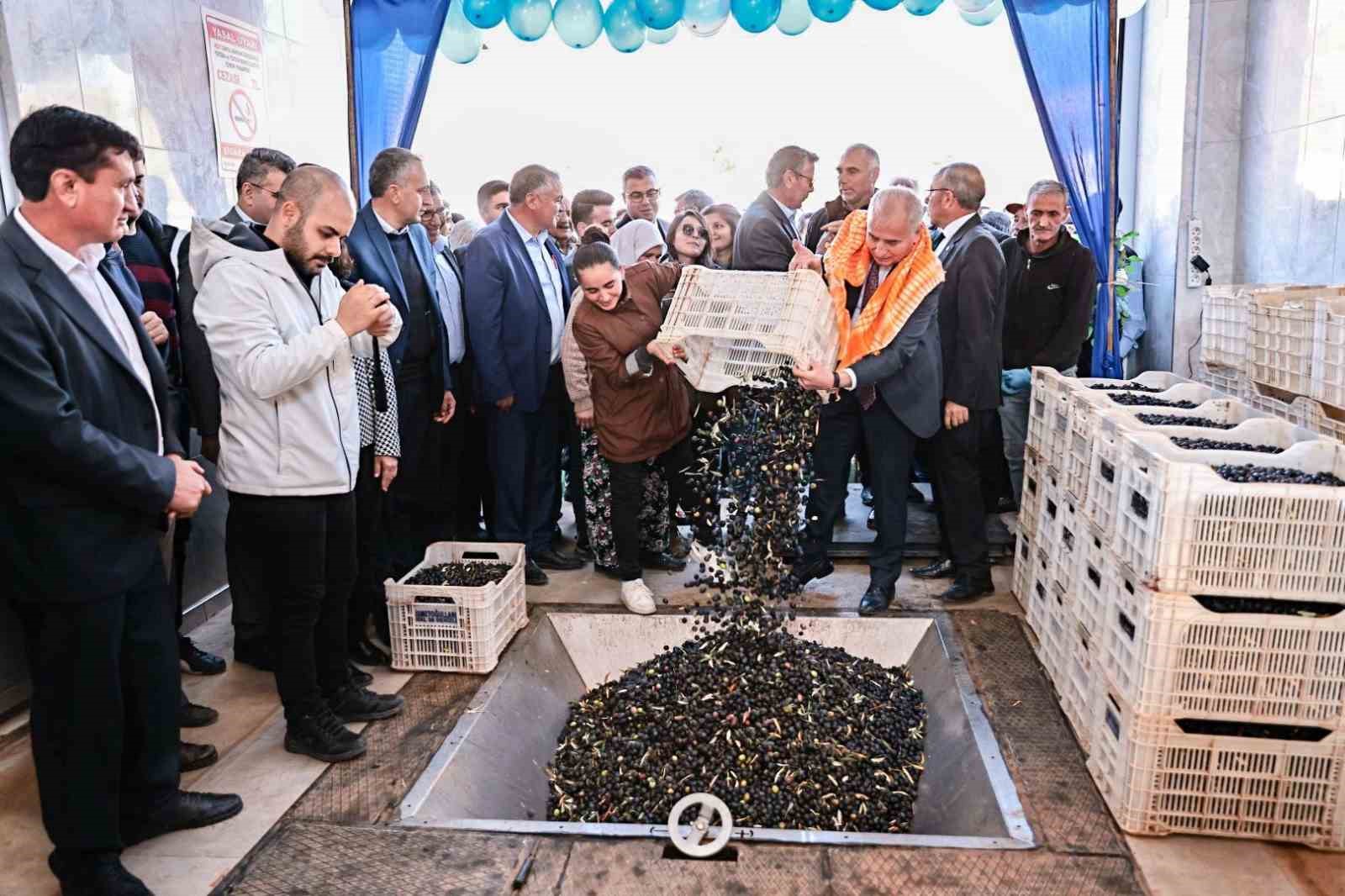 Büyükşehirin kazandırdığı tesisle 506 bin kilogram zeytin işledi
