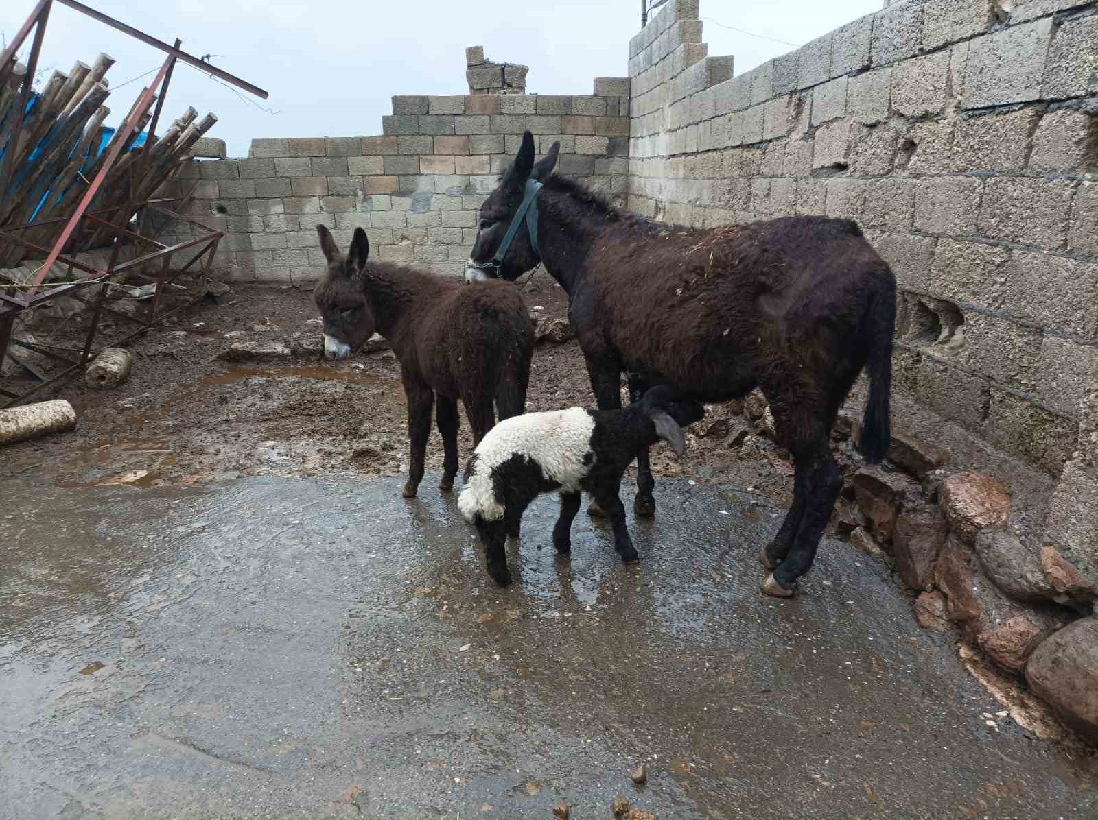 Eşek kuzuya annelik yapıyor
