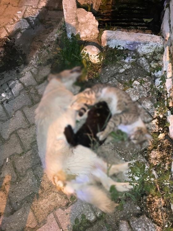 Milas’ta 1 köpek ve 2 kedinin zehirlendiği iddiası
