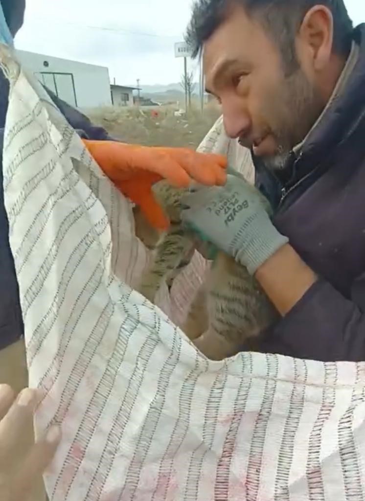 Telefon direğinde mahsur kalan kediyi k&ouml;yl&uuml;ler kurtardı
