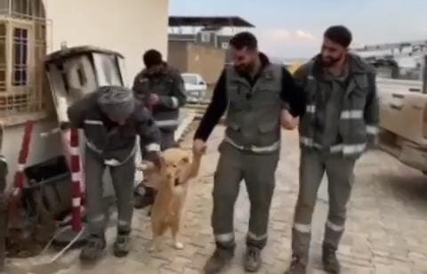 İşçilerin mola esnasında köpekle halayı güldürdü