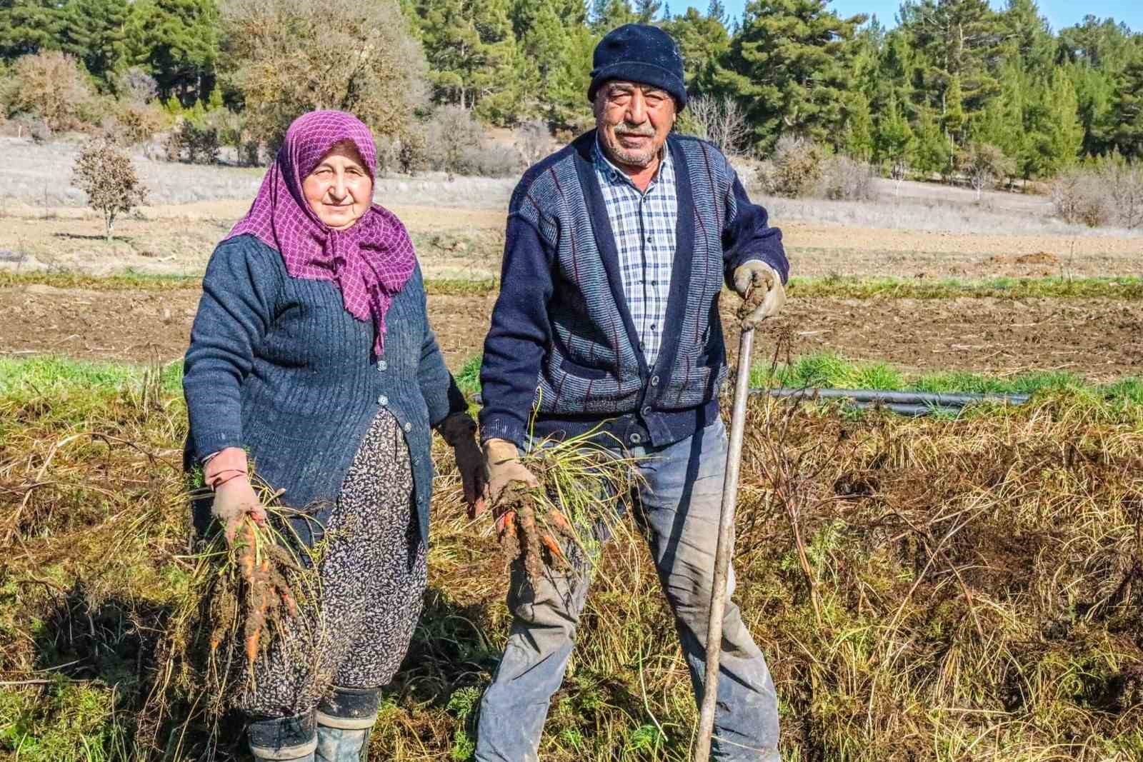 Denizli’nin Çakır havucunda hasat başladı
