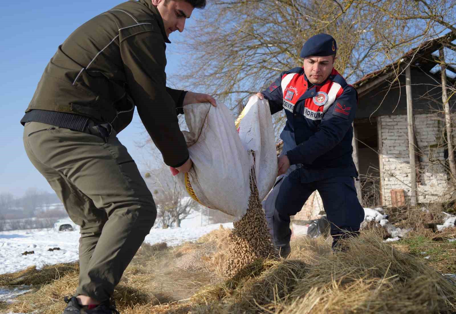 Karla kaplı yaylada yiyecek bulamayan yılkı atları için ekipler devrede
