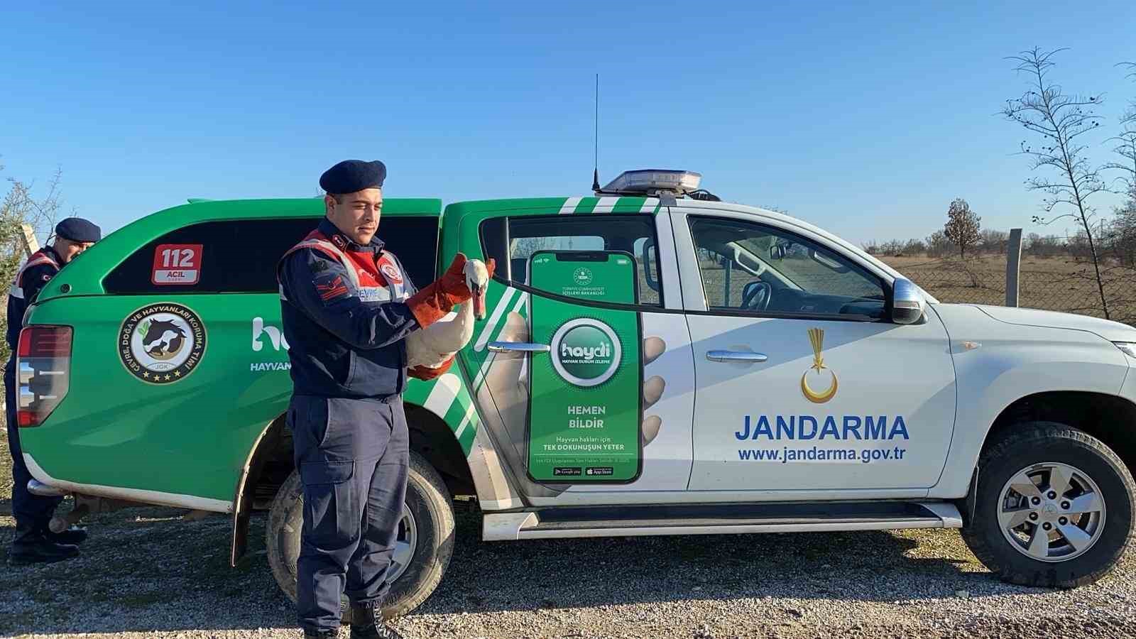 Yaralı bulunan peçeli baykuş ve kuğu jandarma tarafından koruma altına alındı
