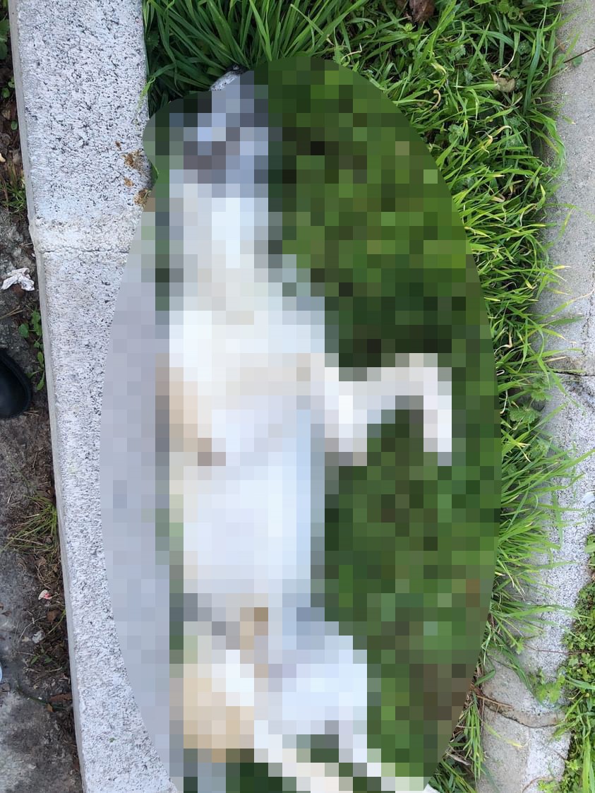 İzmir’de 3 köpek telef oldu, 2 köpek tedaviye alındı