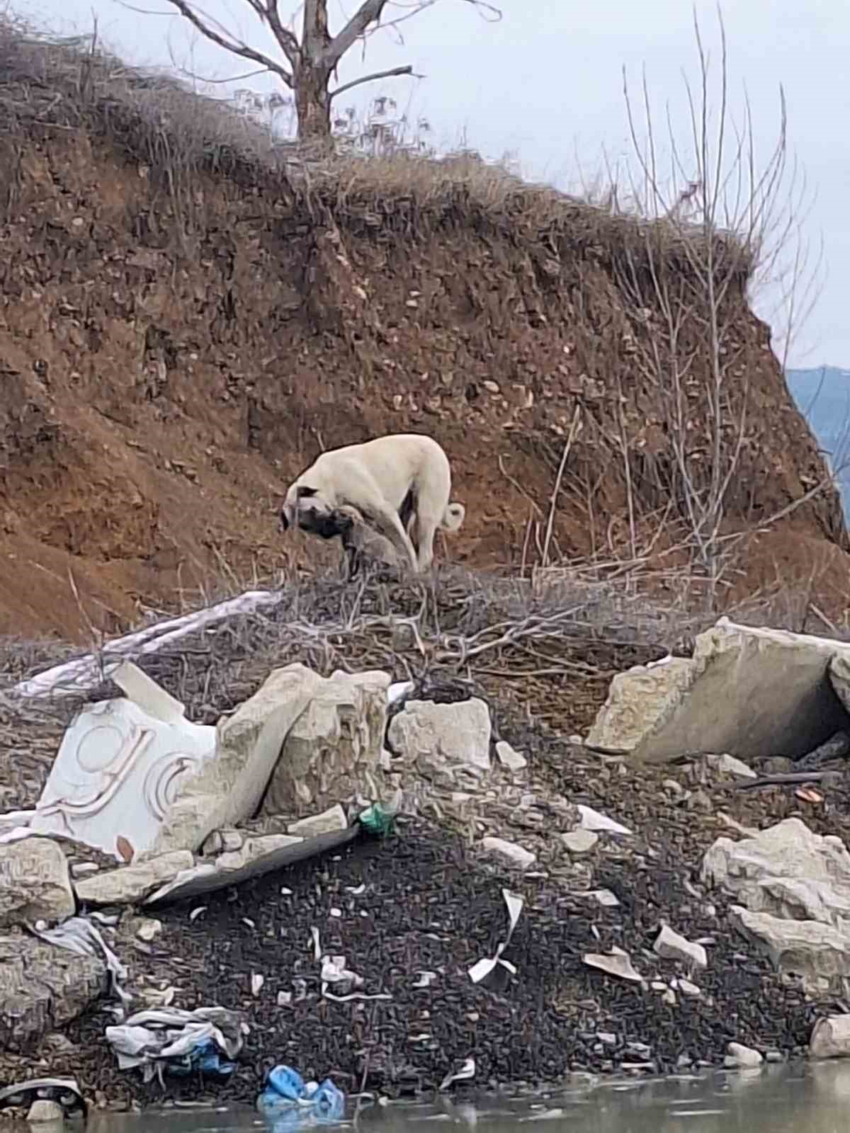 Mahsur kalan yavru köpeklerin imdadına itfaiye yetişti
