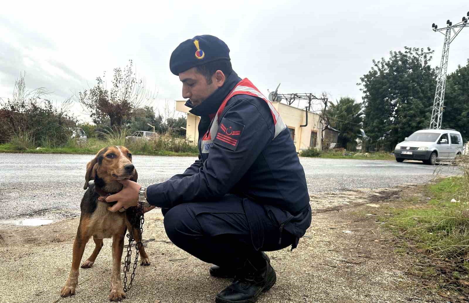 Köpek hırsızı jandarma ekiplerince yakalandı