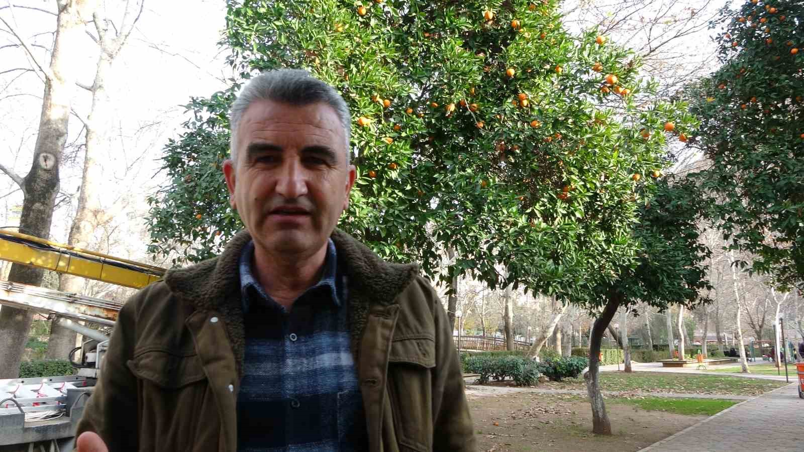 Ağa&ccedil;ta 3 g&uuml;nd&uuml;r mahsur kalan kediyi belediye ekipleri kurtardı
