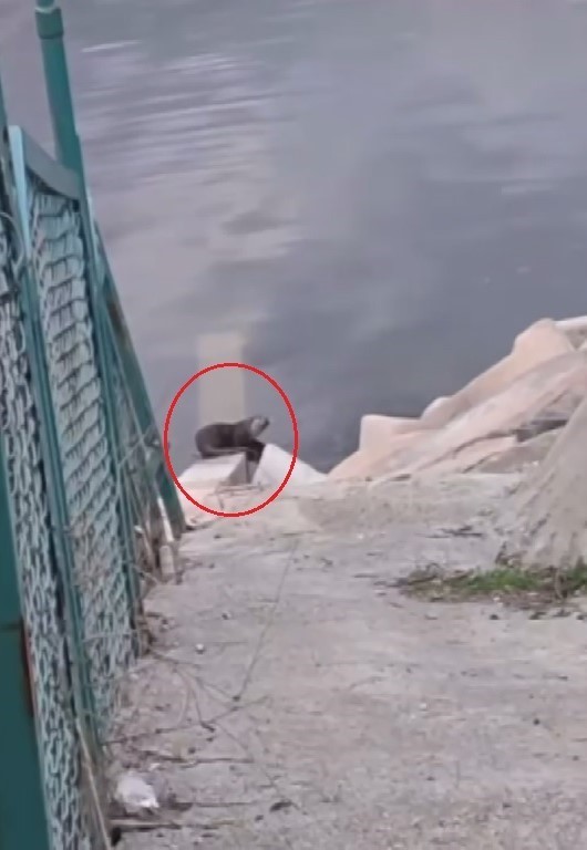 Devegeçidi Barajı’nda nesli tehdit altında olan su samuru görüldü