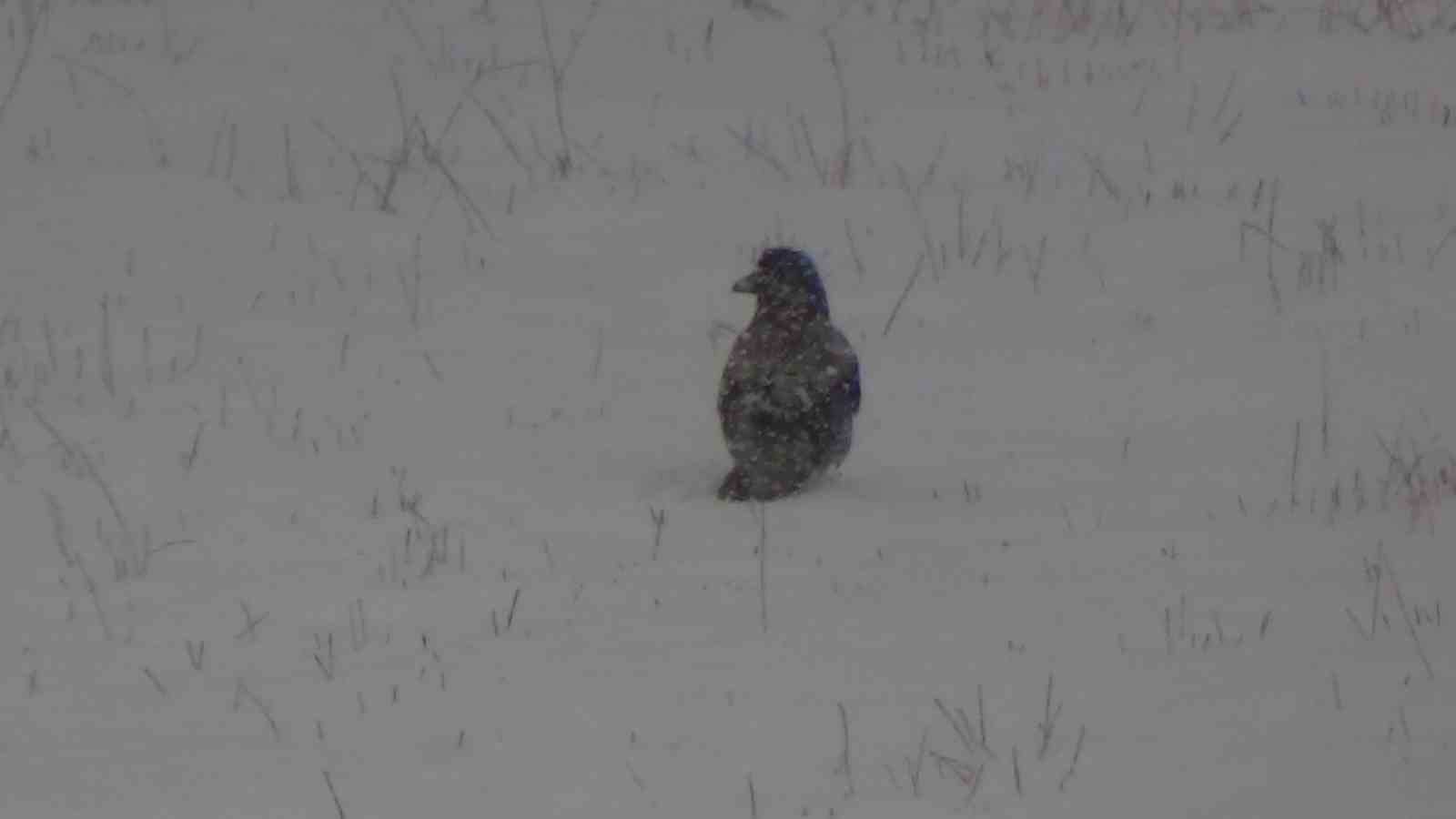 A&ccedil; kalan kargaların karla m&uuml;cadelesi
