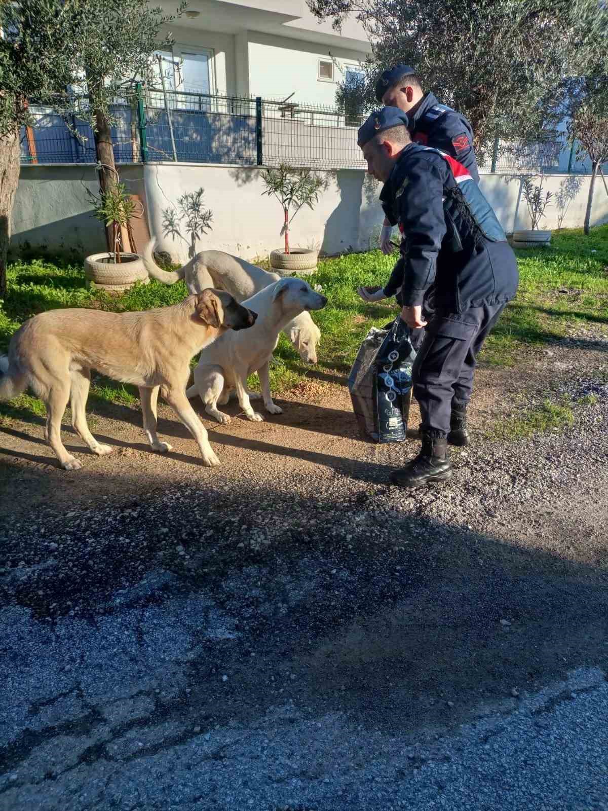 Balıkesir’de jandarmadan sokak hayvanlarına mama
