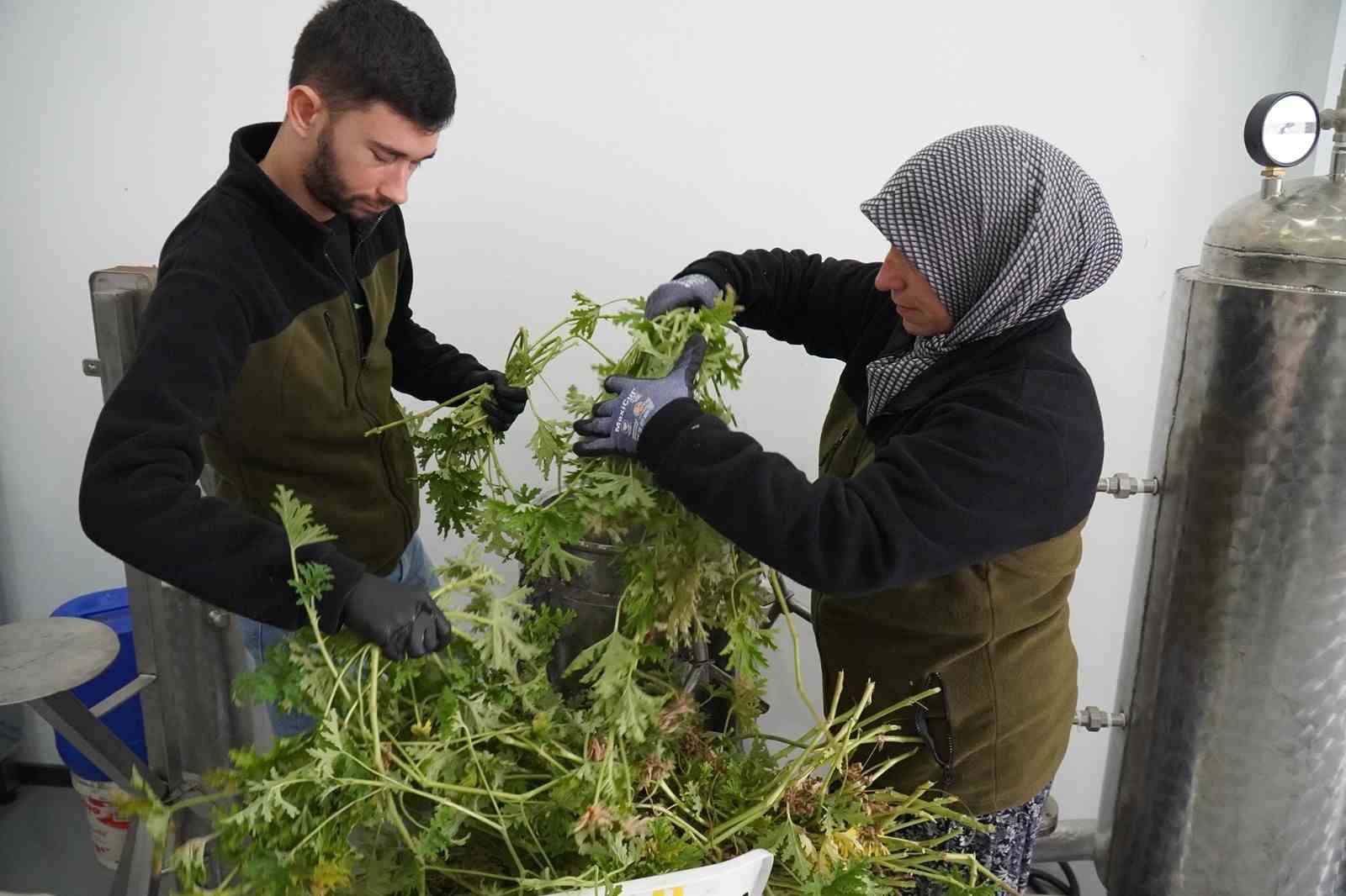Tıbbı Aromatik Bitkiler Bah&ccedil;esi&rsquo;nde ıtır hasadı başladı
