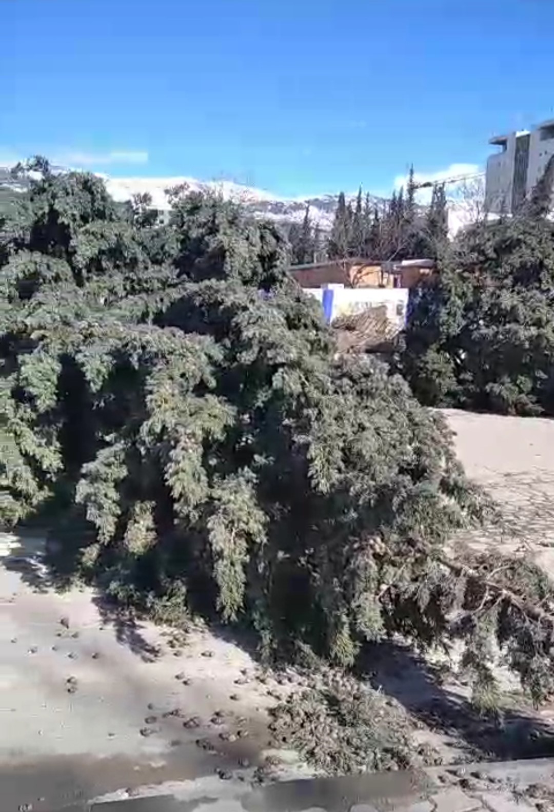 Kahramanmaraş’ta şiddetli rüzgar ağaçları kökünden söktü
