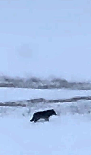 Kars’ta aç kalan kurt yerleşim yerine indi