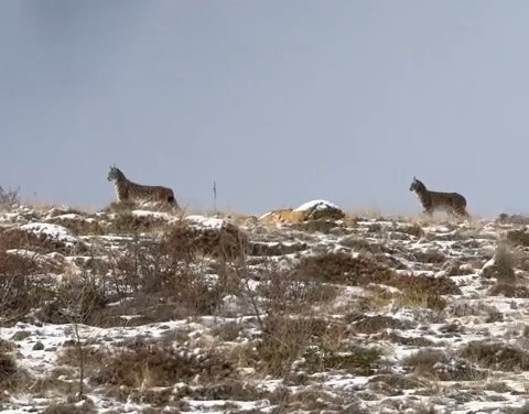 Niğde’de Nesli Tükenme Tehlikesi Altındaki Vaşak Görüntülendi