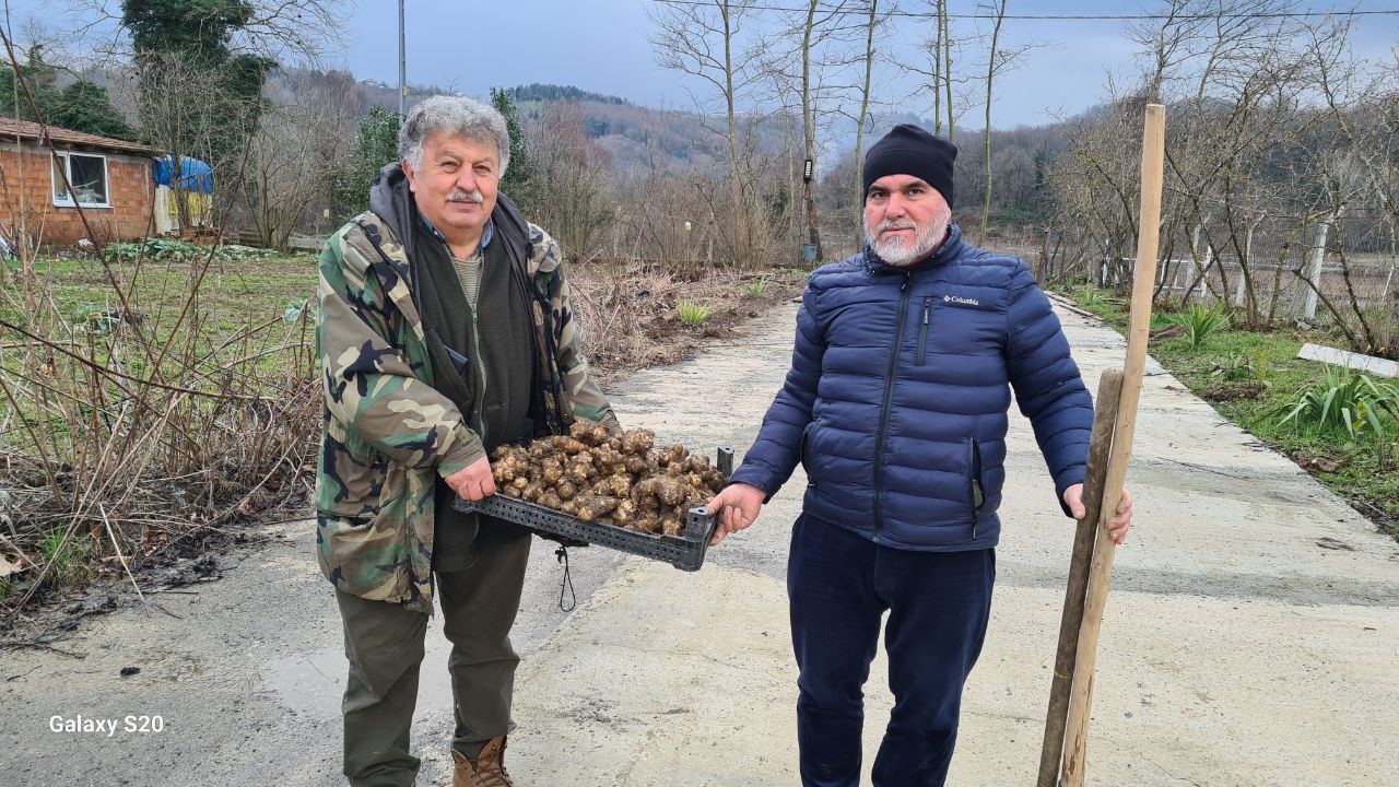 Toprak altında yetişen yer elmasının hasadı başladı
