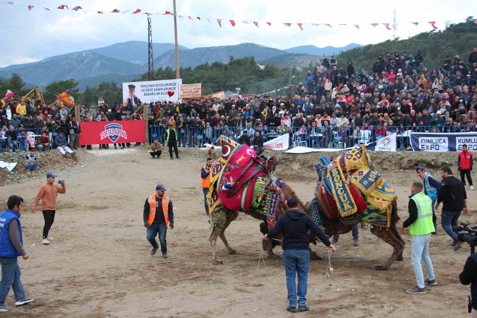 Antalya’da develer kıyasıya güreşti
