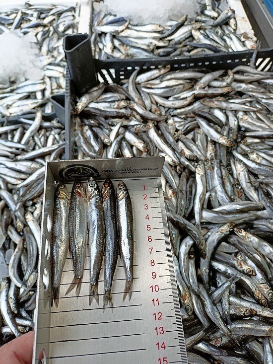 Yozgat’ta balıkçılara yönelik 504 denetim gerçekleştirildi