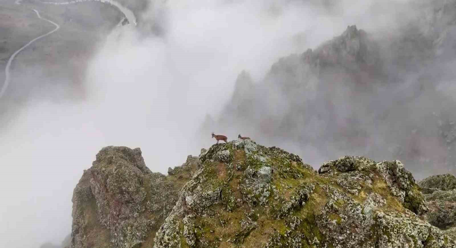 Belgeselleri aratmayan görüntüler Erzincan’da çekildi