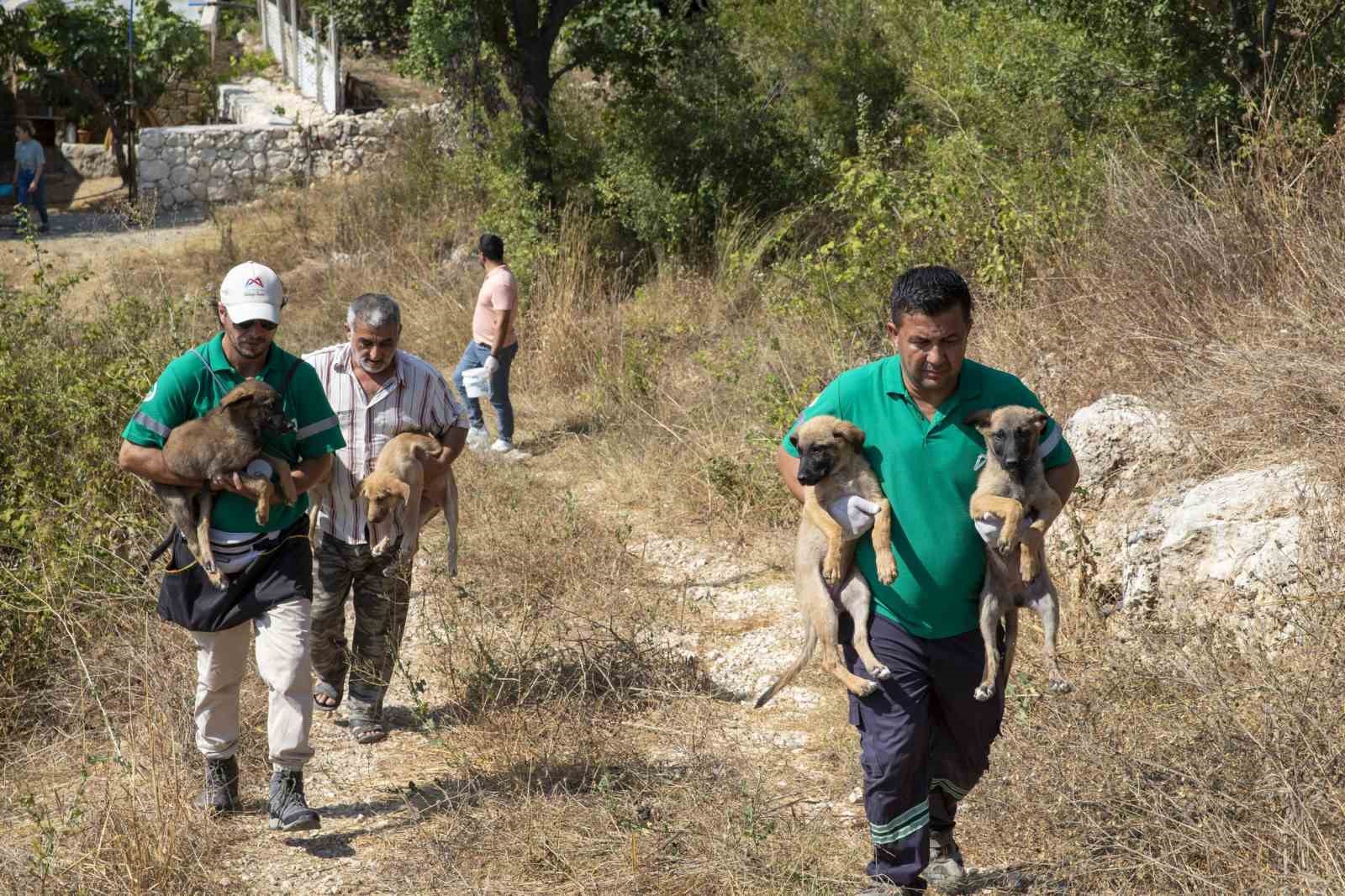 Mersin’de patili dostlar güvende
