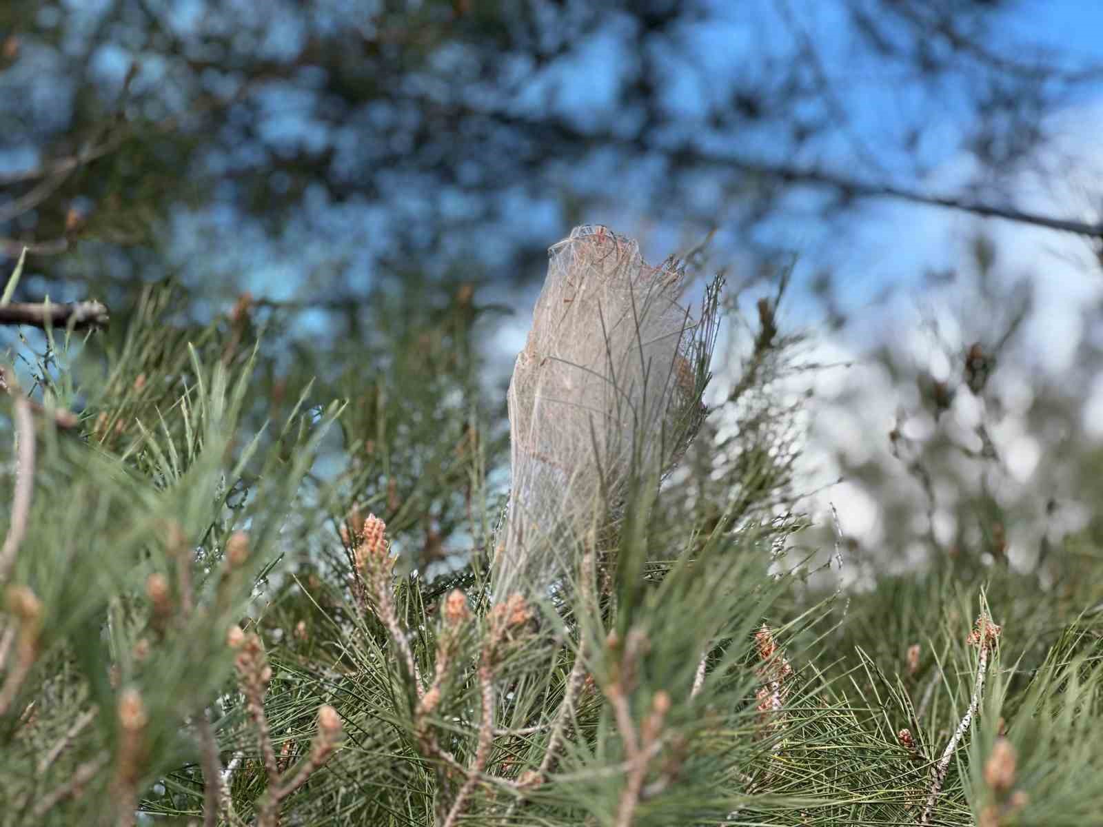 Ormanlarda ’çam kese böceği’ tehlikesi