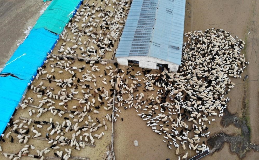 Erzincan&rsquo;da &ldquo;K&ouml;y&uuml;mde Yaşamak İ&ccedil;in Bir S&uuml;r&uuml; Nedenim Var" projesi ile 179 &uuml;retici hayvan varlığını artırdı
