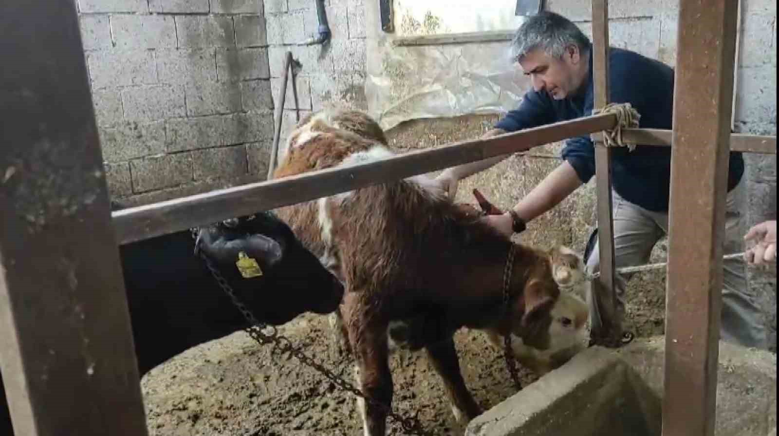 Şap hastalığına karşı hayvanlara aşılama şart

