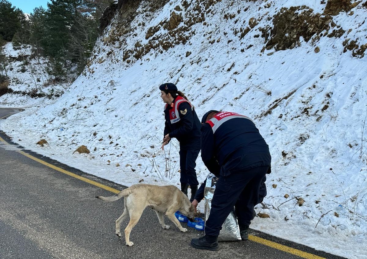 Jandarma, zorlu kış şartlarında sokak hayvanlarını unutmadı
