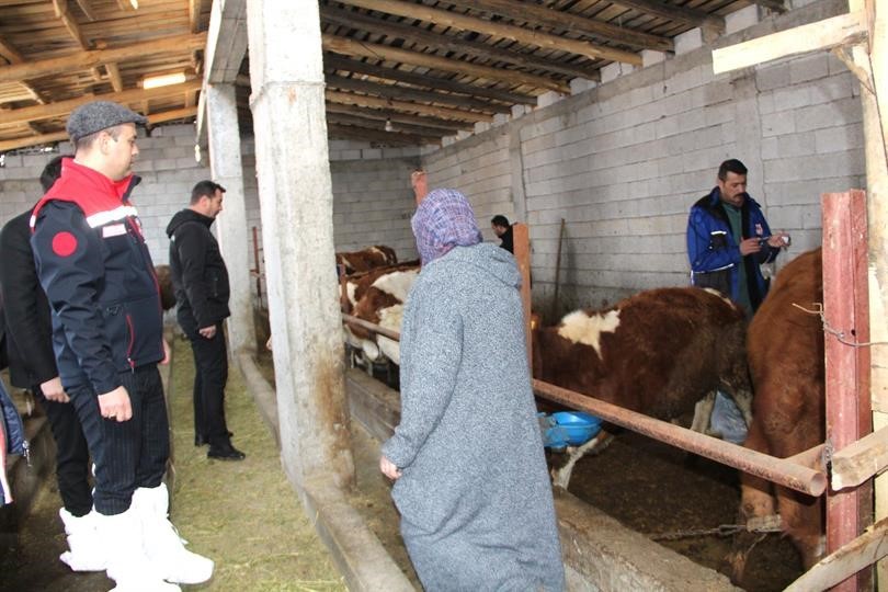 Iğdır’da hayvan aşılama çalışmaları devam ediyor