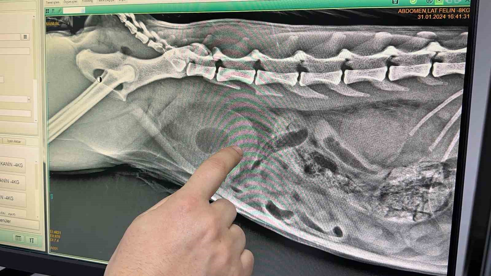 Kedinin idrar kesesinden &ccedil;ıkanlar şaşırttı
