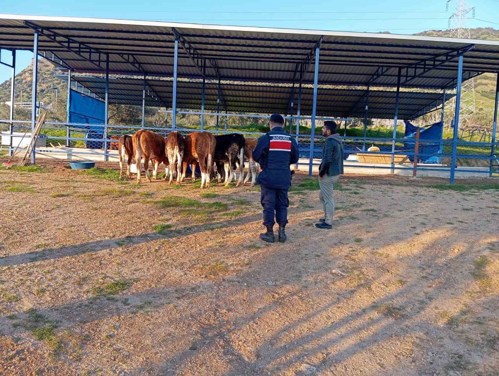 Otlarken kaybolan 6 büyükbaş hayvanı, jandarma buldu
