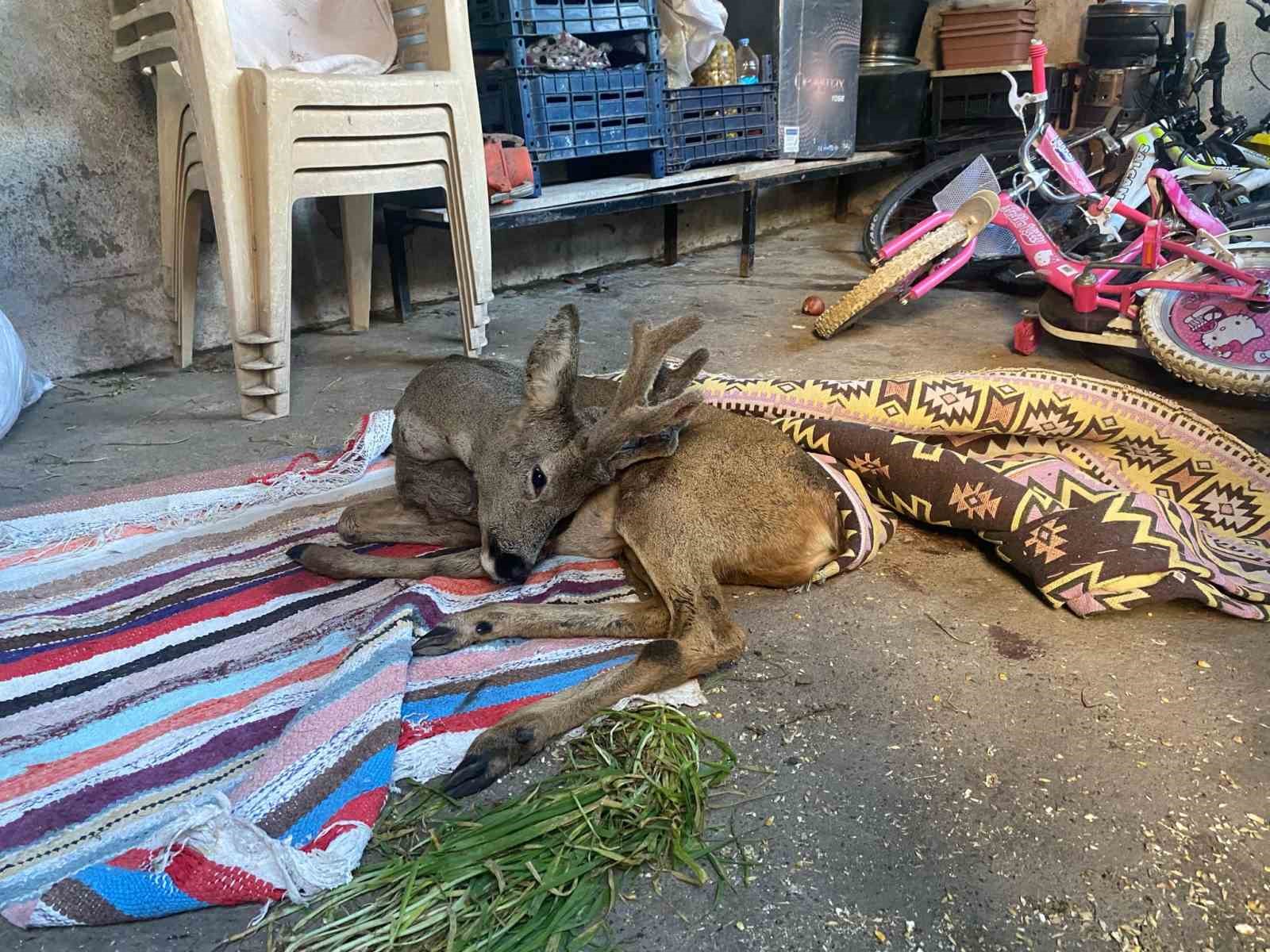 Köpeklerin saldırdığı karacaya aile şefkati
