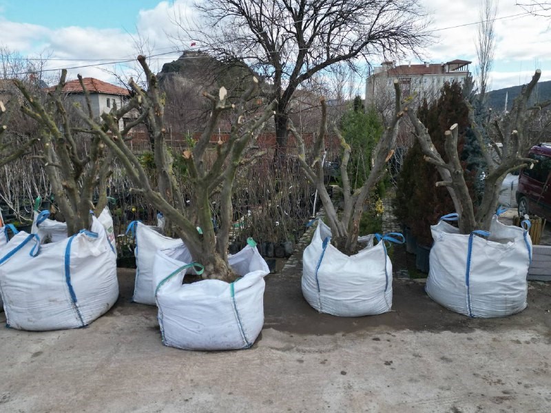 Osmancık’ta zeytin yetiştiriciliğine ilgi her geçen gün artıyor
