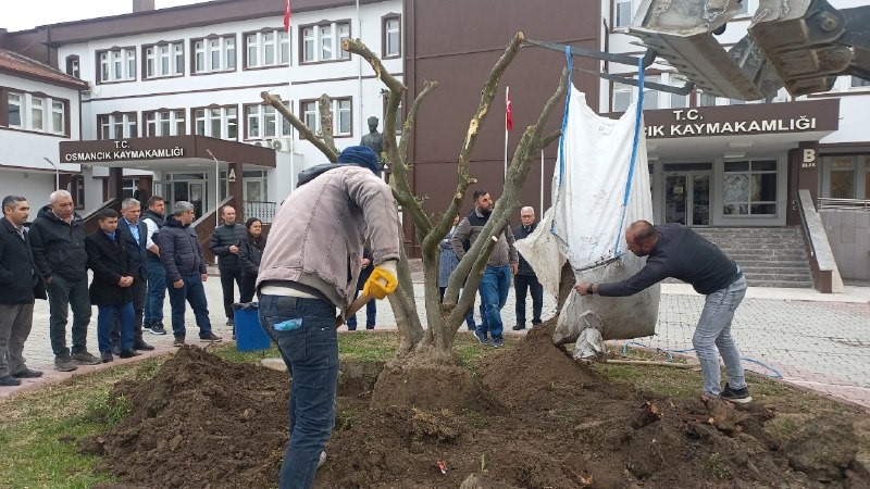 Osmancık’ta zeytin yetiştiriciliğine ilgi her geçen gün artıyor
