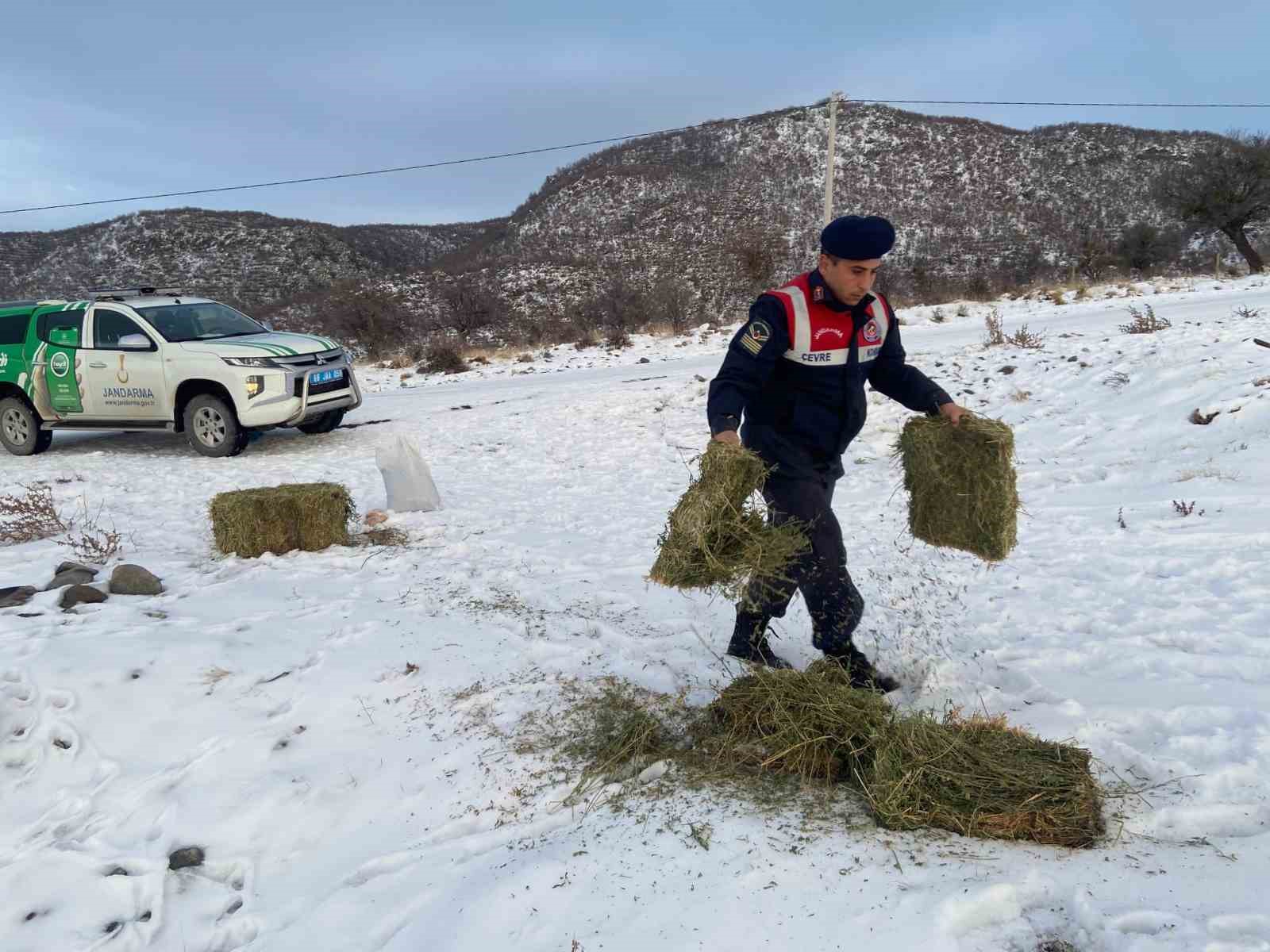 Jandarma, karlı dağlarda yaban ve sokak hayvanlarını yalnız bırakmıyor
