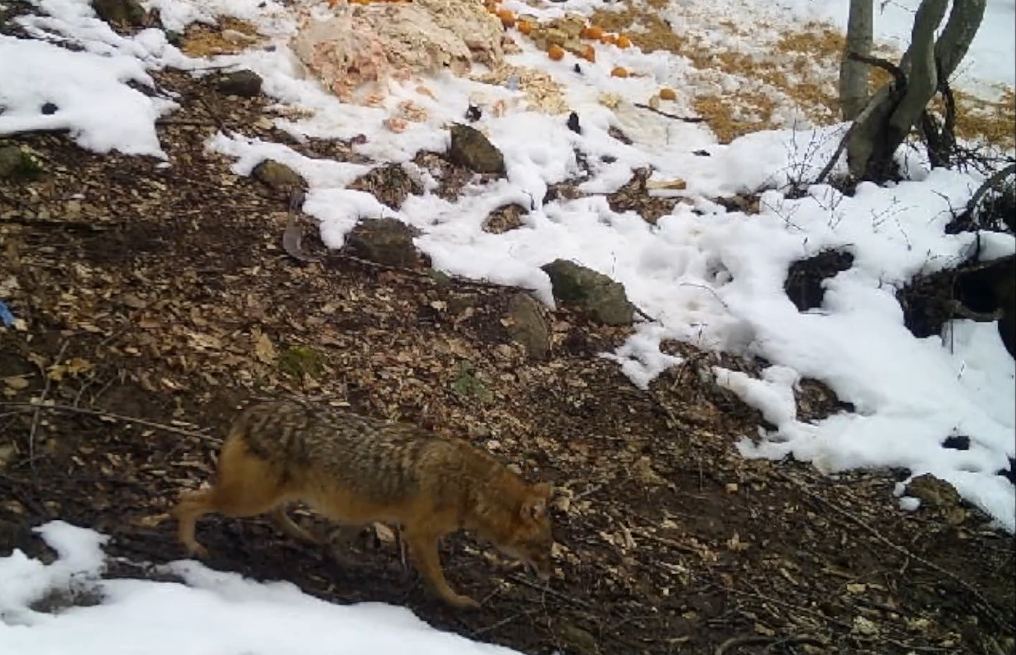 Yalova&rsquo;da kızıl şahinlerin yem savaşı fotokapanda
