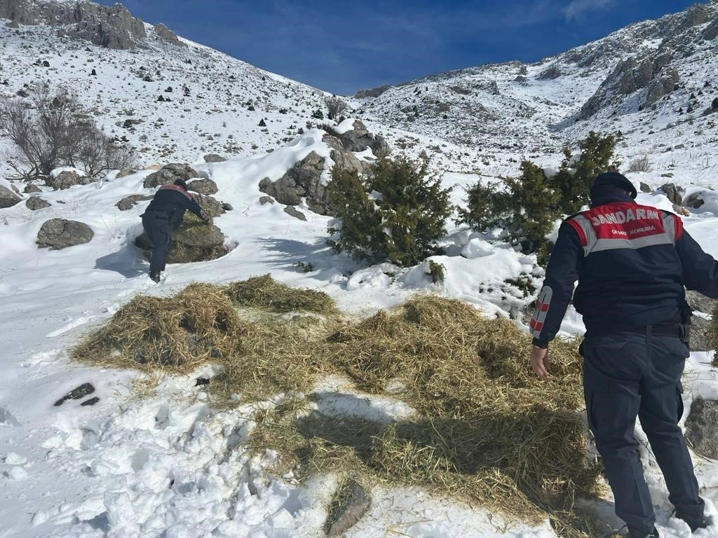 Yaban hayvanları i&ccedil;in doğaya yem bırakıldı
