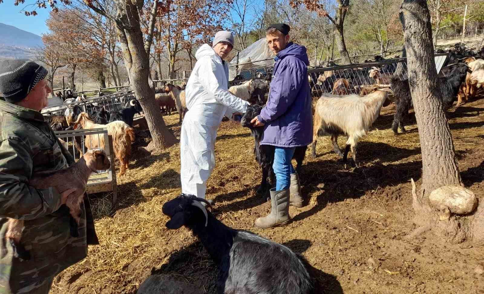 Simav’da çoban tespitleri yapılıyor