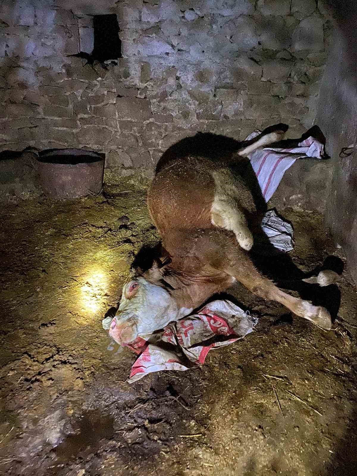 Batman’da ahır yangını: 1 inek telef oldu