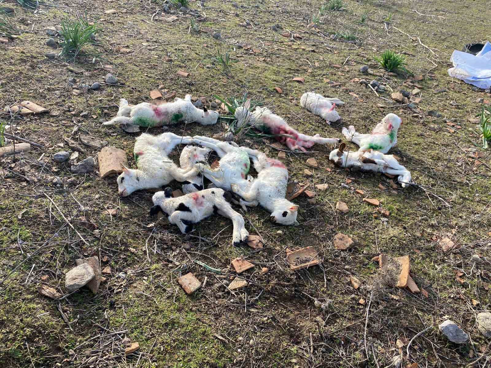 Gökçeada’da sokak köpekleri ağıla saldırdı, kuzuları telef etti