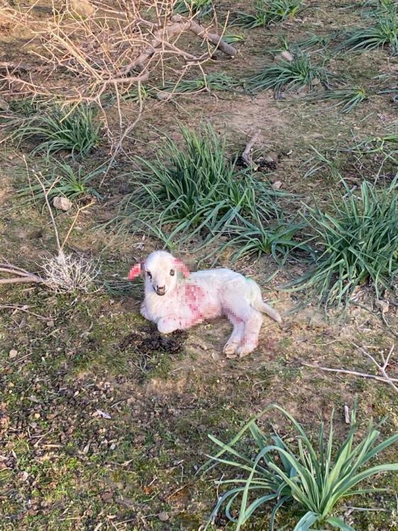 G&ouml;k&ccedil;eada&rsquo;da sokak k&ouml;pekleri ağıla saldırdı, kuzuları telef etti
