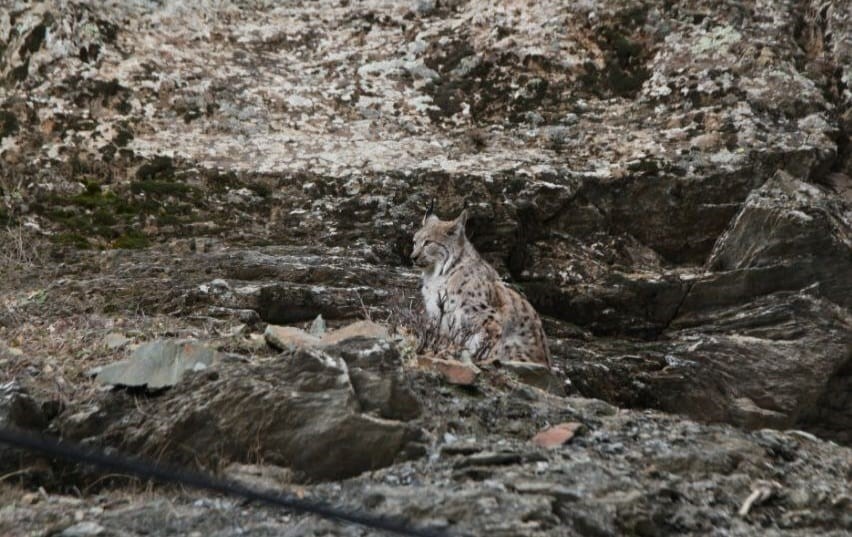 Nesli tükenme tehdidi altındaki vaşak, kameralara adeta poz verdi
