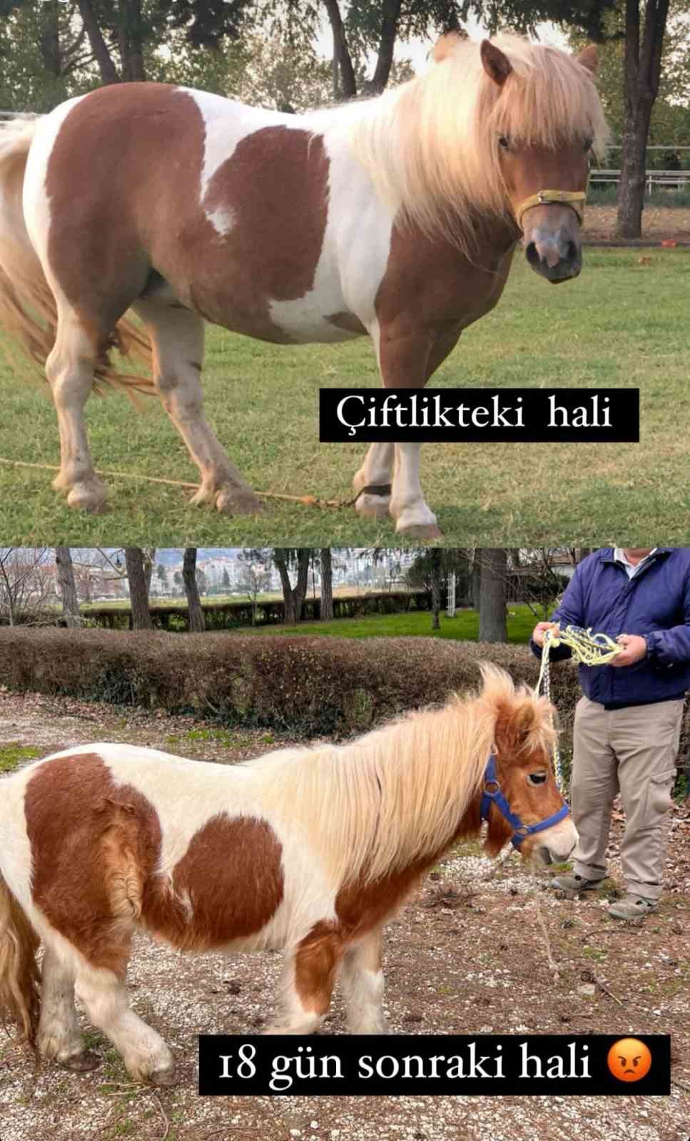 (&Ouml;zel) At hırsızı yakalandı
