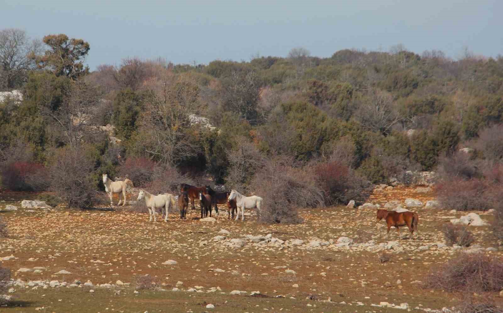 Beyşehir Gölü’nde yabani atların yaşam sürdüğü ada ilgi odağı oldu