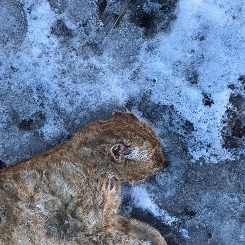 G&uuml;m&uuml;şhane&rsquo;de kuyruğu ve kulakları kesilerek boş araziye atılan kedi tepkilere neden oldu
