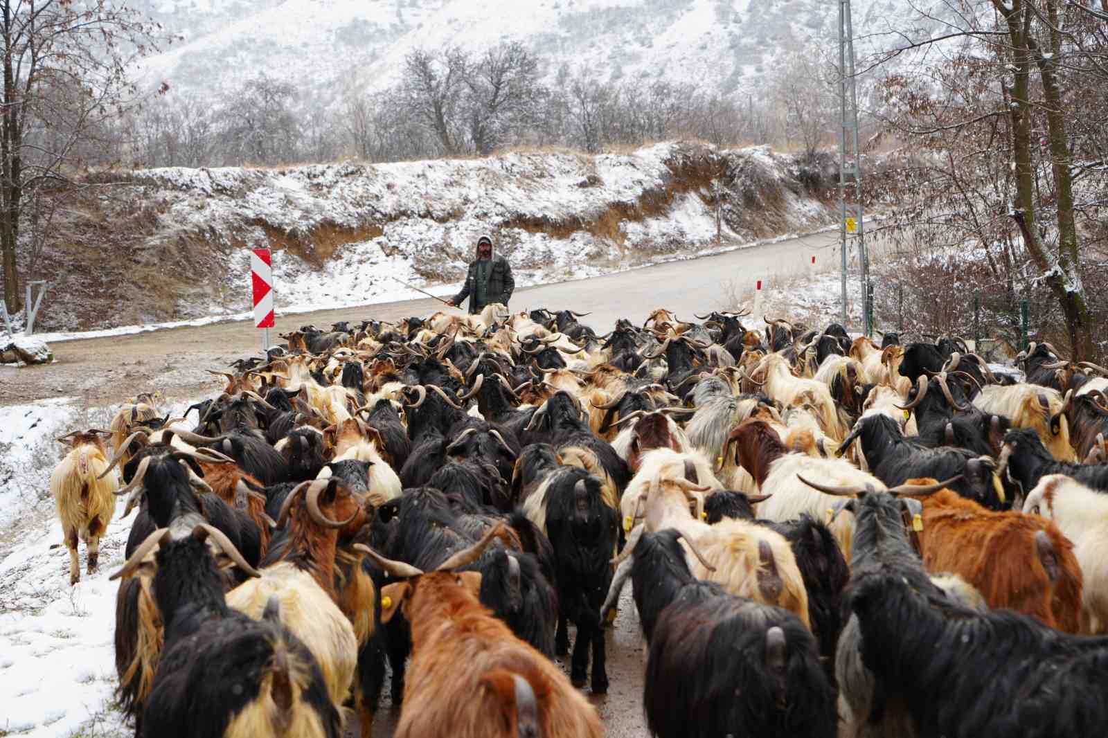 Karayolunda ilerleyen ke&ccedil;i s&uuml;r&uuml;s&uuml; ilgin&ccedil; g&ouml;r&uuml;nt&uuml; oluşturdu
